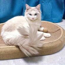 Giường cào móng mèo hình oval bằng sợi sisal, tấm cào móng mèo bền bỉ kèm đồ chơi bóng tương tác, giường nghỉ cào móng cho mèo trong nhà, thảm cào móng không bị tước sợi để nghỉ ngơi và cào móng - S - Xem 8
