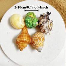200g Small Sea Conch Mix | Multiple Small Sea Conch Combinations - Random Color And Pattern - Suitable For Fish Tank And Aquarium Decoration, DIY Sea Conch Shell Home Hanging Decoration, And Hermit Crab Shell Replacement - Random Color - View 5