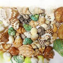 200g Small Sea Conch Mix | Multiple Small Sea Conch Combinations - Random Color And Pattern - Suitable For Fish Tank And Aquarium Decoration, DIY Sea Conch Shell Home Hanging Decoration, And Hermit Crab Shell Replacement - Random Color - View 6