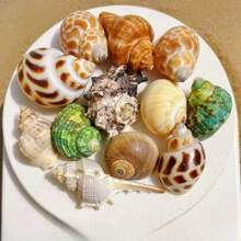200g Small Sea Conch Mix | Multiple Small Sea Conch Combinations - Random Color And Pattern - Suitable For Fish Tank And Aquarium Decoration, DIY Sea Conch Shell Home Hanging Decoration, And Hermit Crab Shell Replacement - Random Color - View 2