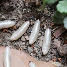 15pcs Worm/Soft - High Quality Floating PVC Material, Realistic Bee Pupae Bait, Cream White Soft Worm Lures For Salmon, Carp, Bass, Fly Fishing Outdoor Fishing Gear - Multicolor - View 10