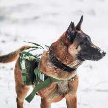 Collar táctico para perro, collar de entrenamiento militar ajustable de alta resistencia con hebilla de metal y nylon suave, adecuado para perros medianos y grandes - Multicolor - Ver 5