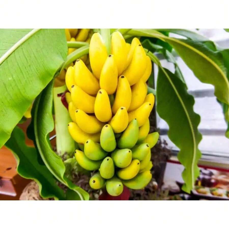 Semillas de Plátano Ultra Pequeñas - Semillas de Plátano Diminutas, Amarillas y Verdes - Variante 1 - Ver 1