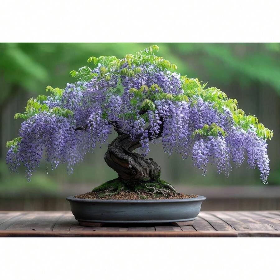 Plántula de bonsái de glicinia china para plantar - Plántula de 1 año bien enraizada - Uno - Ver 1