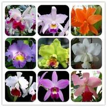 206 semillas de orquídea, variedad rara, varias plantas trepadoras perennes de interior - 206 - Ver 2