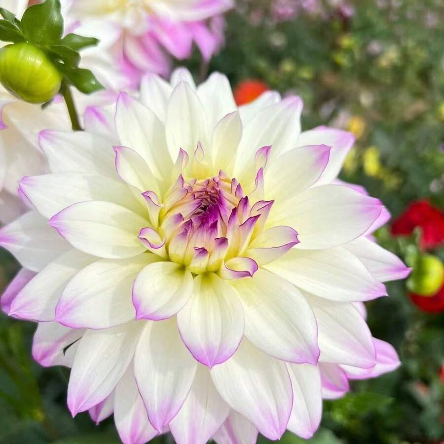 288 Flores de Dalia Colección Mezclada - Flores, Nuevas Flores - Hermosas y de Colores Brillantes, Adecuadas para Plantar y Cultivar Flores Silvestres en Jardines Domésticos o Jardines - Variantes Genéticas - 288 - Ver 1