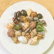 200g Small Sea Conch Mix | Multiple Small Sea Conch Combinations - Random Color And Pattern - Suitable For Fish Tank And Aquarium Decoration, DIY Sea Conch Shell Home Hanging Decoration, And Hermit Crab Shell Replacement - Random Color - View 8