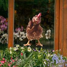 1/3/5pcs 3D Effect Funny Tilting Head Hen Static Window Cling, 45x26cm Self-Adhesive Reusable Sticker, Suitable For Glass Window Door Mirror Wall, Spoof Funny Farmhouse Home Decoration, Perfect Housewarming Gift For Animal Lovers & Home Decor. - Multicolor - View 4