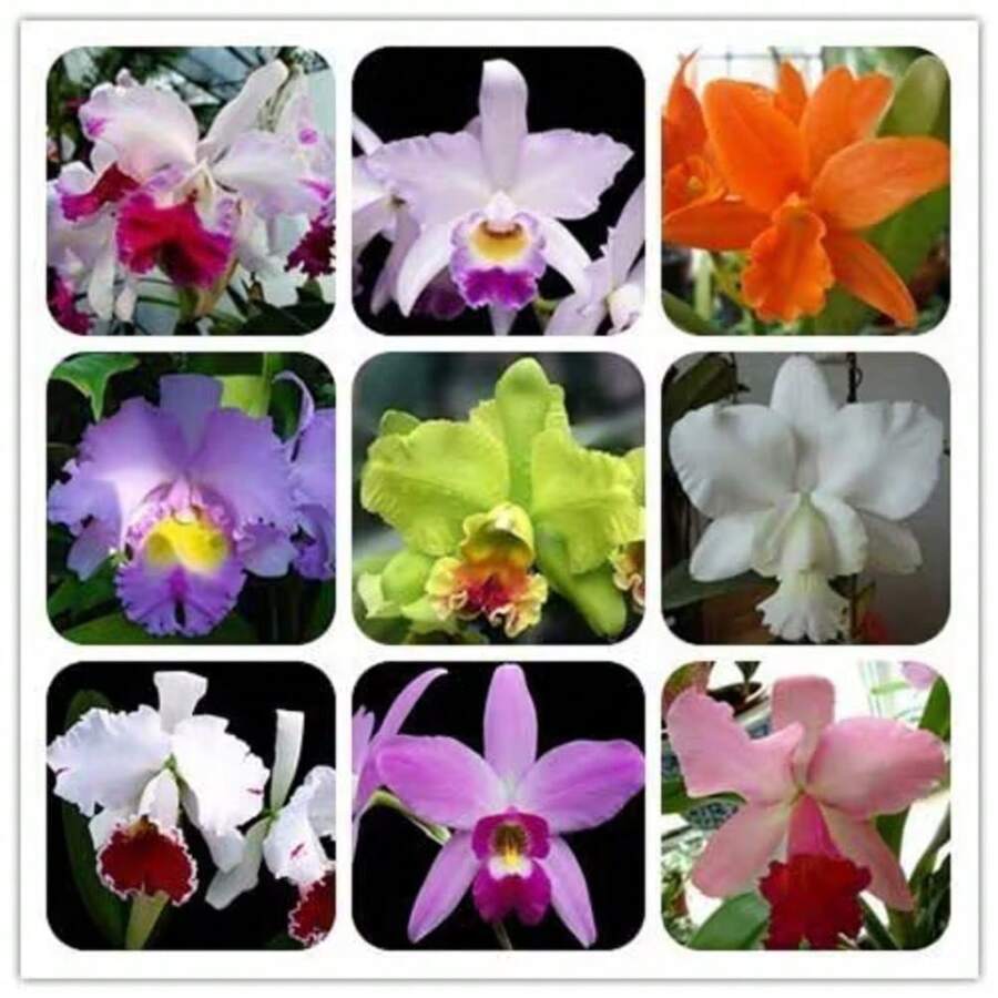 206 semillas de orquídea, variedad rara, varias plantas trepadoras perennes de interior - 206 - Ver 1