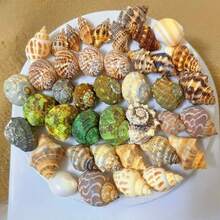 200g Small Sea Conch Mix | Multiple Small Sea Conch Combinations - Random Color And Pattern - Suitable For Fish Tank And Aquarium Decoration, DIY Sea Conch Shell Home Hanging Decoration, And Hermit Crab Shell Replacement - Random Color - View 11