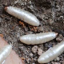 15pcs Worm/Soft - High Quality Floating PVC Material, Realistic Bee Pupae Bait, Cream White Soft Worm Lures For Salmon, Carp, Bass, Fly Fishing Outdoor Fishing Gear - Multicolor - View 12