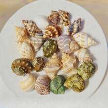 200g Small Sea Conch Mix | Multiple Small Sea Conch Combinations - Random Color And Pattern - Suitable For Fish Tank And Aquarium Decoration, DIY Sea Conch Shell Home Hanging Decoration, And Hermit Crab Shell Replacement - Random Color - View 7