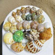 200g Small Sea Conch Mix | Multiple Small Sea Conch Combinations - Random Color And Pattern - Suitable For Fish Tank And Aquarium Decoration, DIY Sea Conch Shell Home Hanging Decoration, And Hermit Crab Shell Replacement - Random Color - View 4