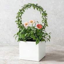 Plant Support2Pcs Round Plant Trellis Acrylic Small Trellis Climbing Plants Indoor Outdoor Plant Support For Hoya Pothos Vine Ivy Monstera Flower Philodendrons Dischidia - Black - View 6