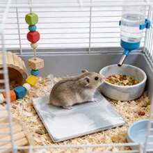 1片小動物倉鼠冷卻墊，防咬防翻轉冷卻墊，易於清潔，倉鼠夏季冷卻墊，小寵物籠裝飾 - 彩色 - 查看 5