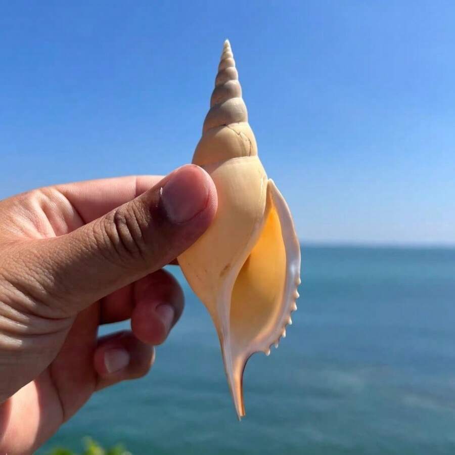 1個獨特海螺短鼻殼,適用於寄居蟹殼更換、水族微景觀裝飾、DIY節日禮物、創意海洋風婚禮裝飾、家居裝飾擺件 - As shown in the figure - 查看 1