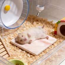 1片小動物倉鼠冷卻墊，防咬防翻轉冷卻墊，易於清潔，倉鼠夏季冷卻墊，小寵物籠裝飾 - 彩色 - 查看 12