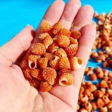 50g Specially Shaped Mini Conch | Red Tower Snail - Suitable For Fish Tank Aquarium Micro Landscape Creation, Mini Hermit Crab Shell Replacement, DIY Shell Wind Chimes For Handicraft Enthusiasts, And Accessory Pendants - As Shown In the Figure - View 11