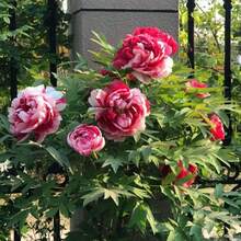 76PC Cotton Candy Peony Mixed Planting Flowers 619 - 76 Pieces - View 5