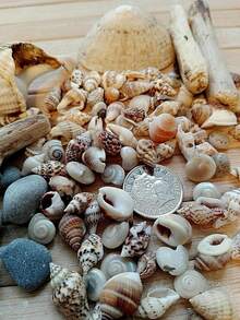 [Approx. 200pcs] Ins Style Mixed Shell Fragments - Handmade DIY Decorative Material Mini Colorful Shells For Bottle Decoration/Aquarium Decoration Small Shells, Miniature Shells, Zen Garden, Aquarium Or Fairy Tale Beach Small Shells, Summer Small Shells - Irregular - View 4