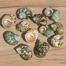 10 Small Green Snail Shells | Random Colors And Patterns - Suitable For Small Hermit Crab Shell Replacement, Aquarium Landscaping Decoration, DIY Seashell Wind Chimes, Home Hanging Decor, Ocean Theme Party Decoration - Random Pattern - View 12