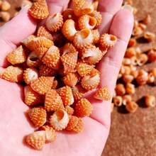 50g Specially Shaped Mini Conch | Red Tower Snail - Suitable For Fish Tank Aquarium Micro Landscape Creation, Mini Hermit Crab Shell Replacement, DIY Shell Wind Chimes For Handicraft Enthusiasts, And Accessory Pendants - As Shown In the Figure - View 12