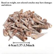 200g 小蝸牛殼 | 隨機色調 - 適用於 DIY 貝殼風鈴、魚缸水族裝飾、迷你寄居蟹替換殼、手工藝品家居掛飾 - A - 查看 4
