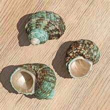 10 Small Green Snail Shells | Random Colors And Patterns - Suitable For Small Hermit Crab Shell Replacement, Aquarium Landscaping Decoration, DIY Seashell Wind Chimes, Home Hanging Decor, Ocean Theme Party Decoration - Random Pattern - View 10