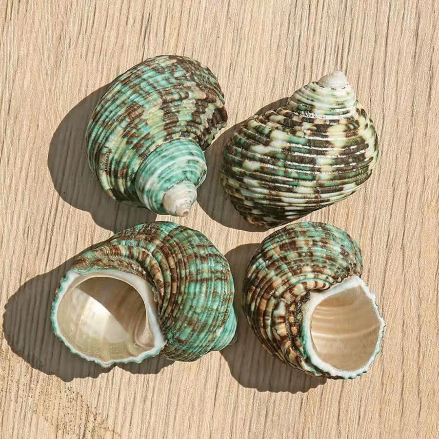 10 Small Green Snail Shells | Random Colors And Patterns - Suitable For Small Hermit Crab Shell Replacement, Aquarium Landscaping Decoration, DIY Seashell Wind Chimes, Home Hanging Decor, Ocean Theme Party Decoration - Random Pattern - View 1
