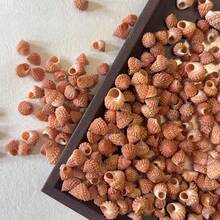 50g Specially Shaped Mini Conch | Red Tower Snail - Suitable For Fish Tank Aquarium Micro Landscape Creation, Mini Hermit Crab Shell Replacement, DIY Shell Wind Chimes For Handicraft Enthusiasts, And Accessory Pendants - As Shown In the Figure - View 9