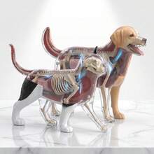 34pcs Dog Organ & Skeleton Anatomy Model, Suitable For Home Decor, Educational Model, Medical Model, Christmas Gift - 34-part Canine Organ and Skeletal Anatomical Model - View 10