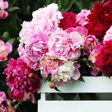 76PC Cotton Candy Peony Mixed Planting Flowers 619 - 76 Pieces - View 2