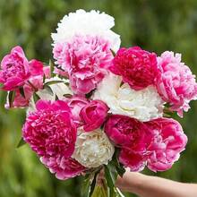 76PC Cotton Candy Peony Mixed Planting Flowers 619 - 76 Pieces - View 3