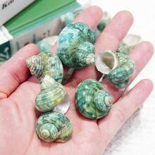10 Small Green Snail Shells | Random Colors And Patterns - Suitable For Small Hermit Crab Shell Replacement, Aquarium Landscaping Decoration, DIY Seashell Wind Chimes, Home Hanging Decor, Ocean Theme Party Decoration - Random Pattern - View 6