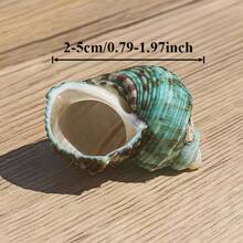 10 Small Green Snail Shells | Random Colors And Patterns - Suitable For Small Hermit Crab Shell Replacement, Aquarium Landscaping Decoration, DIY Seashell Wind Chimes, Home Hanging Decor, Ocean Theme Party Decoration - Random Pattern - View 5