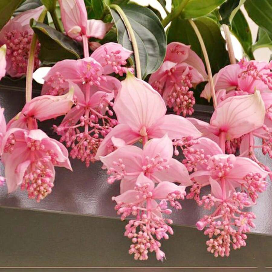 200pcs Medinilla Magnifica Flower Seeds Suitable For Planting - 200 - View 1