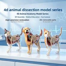 34pcs Dog Organ & Skeleton Anatomy Model, Suitable For Home Decor, Educational Model, Medical Model, Christmas Gift - 34-part Canine Organ and Skeletal Anatomical Model - View 8