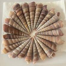 200g 小蝸牛殼 | 隨機色調 - 適用於 DIY 貝殼風鈴、魚缸水族裝飾、迷你寄居蟹替換殼、手工藝品家居掛飾 - A - 查看 2