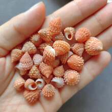 50g Specially Shaped Mini Conch | Red Tower Snail - Suitable For Fish Tank Aquarium Micro Landscape Creation, Mini Hermit Crab Shell Replacement, DIY Shell Wind Chimes For Handicraft Enthusiasts, And Accessory Pendants - As Shown In the Figure - View 6