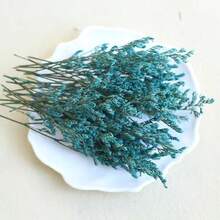Cỏ tình nhân xanh