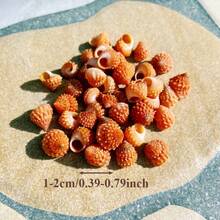 50g Specially Shaped Mini Conch | Red Tower Snail - Suitable For Fish Tank Aquarium Micro Landscape Creation, Mini Hermit Crab Shell Replacement, DIY Shell Wind Chimes For Handicraft Enthusiasts, And Accessory Pendants - As Shown In the Figure - View 5