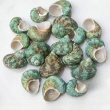 10 Small Green Snail Shells | Random Colors And Patterns - Suitable For Small Hermit Crab Shell Replacement, Aquarium Landscaping Decoration, DIY Seashell Wind Chimes, Home Hanging Decor, Ocean Theme Party Decoration - Random Pattern - View 8