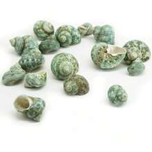 10 Small Green Snail Shells | Random Colors And Patterns - Suitable For Small Hermit Crab Shell Replacement, Aquarium Landscaping Decoration, DIY Seashell Wind Chimes, Home Hanging Decor, Ocean Theme Party Decoration - Random Pattern - View 9