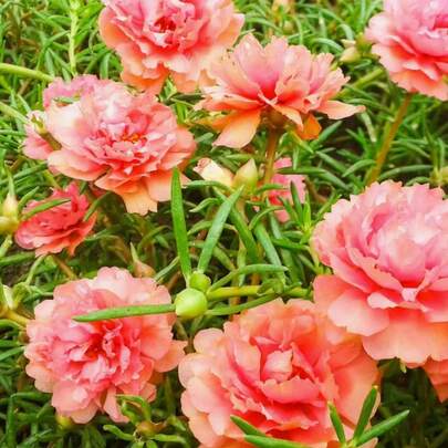 Ss Roses, Outdoor Perennial Flowers, Perennial Ground Cover Plants, Creeping Lawns, Outdoor Indoor Plants, Planting Flowers, Herbaceous Plants, Vegetables, Fruits, Garden Gardening, Suitable For Plant Enthusiasts As A Gift From Nature, Local Delivery