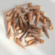200g 小蝸牛殼 | 隨機色調 - 適用於 DIY 貝殼風鈴、魚缸水族裝飾、迷你寄居蟹替換殼、手工藝品家居掛飾 - A - 查看 3