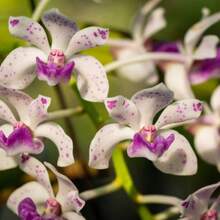 Preciosas orquídeas de exterior, plantas de jardín - 50 piezas - Ver 2