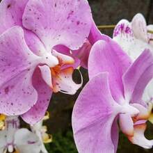 Preciosas orquídeas de exterior, plantas de jardín - 50 piezas - Ver 1