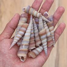 200g 小蝸牛殼 | 隨機色調 - 適用於 DIY 貝殼風鈴、魚缸水族裝飾、迷你寄居蟹替換殼、手工藝品家居掛飾 - A - 查看 6