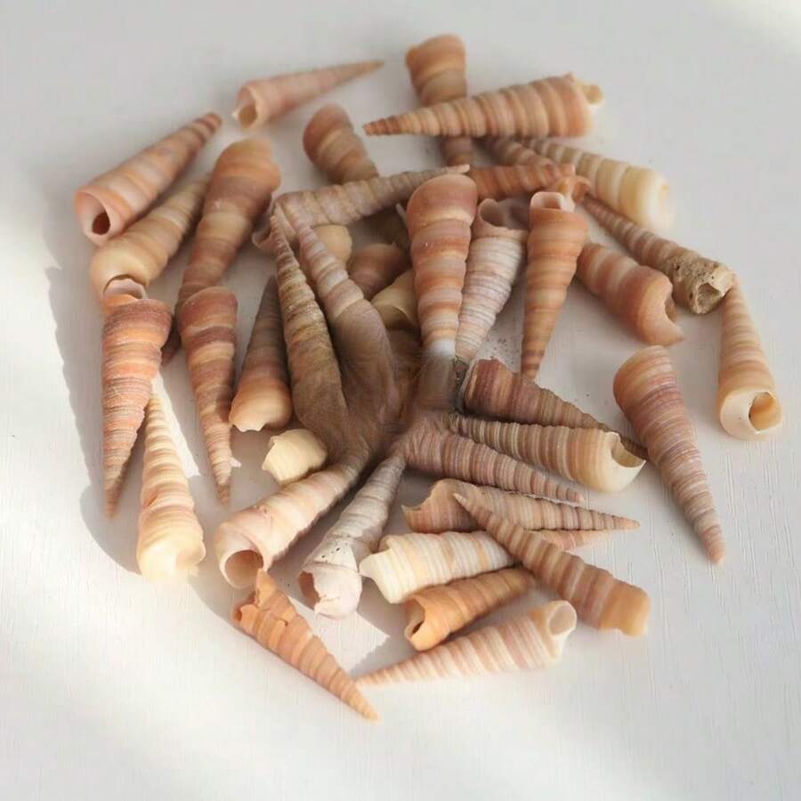 200g 小蝸牛殼 | 隨機色調 - 適用於 DIY 貝殼風鈴、魚缸水族裝飾、迷你寄居蟹替換殼、手工藝品家居掛飾 - A - 查看 1