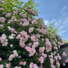 La planta de rosas de colores mixtos adecuada para plantar en jardines al aire libre, flores decorativas para crear tu propio hermoso jardín, decoración exterior de primavera. - 99 piezas - Ver 4